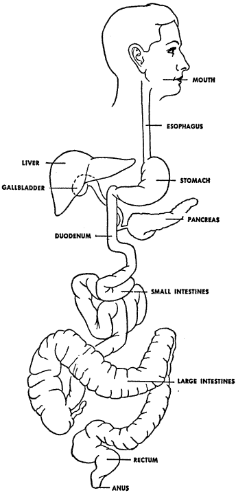 DIAGRAM :: Alimentary Tract